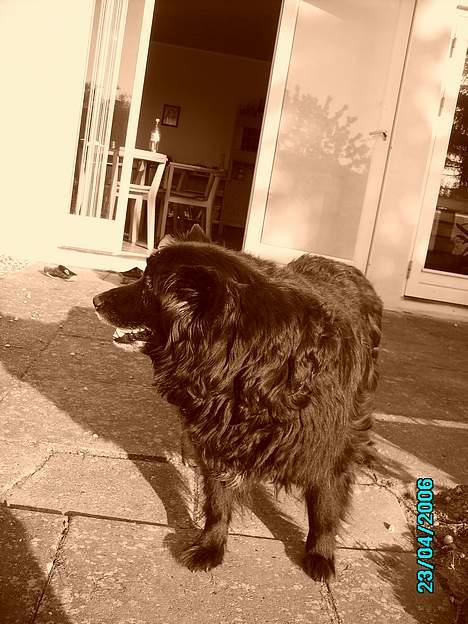 Blanding af racer Trine - <33 billede 15