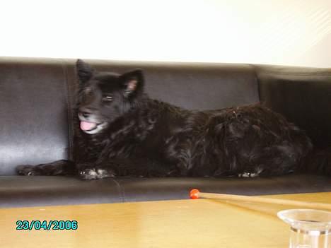 Blanding af racer Trine - <33 billede 16