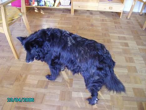 Blanding af racer Trine - <33 billede 17