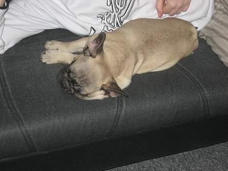 Fransk bulldog Bimmer - Ligger og putter hos mor.. billede 5