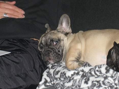 Fransk bulldog Bimmer - Jeg er lidt genert.. billede 6