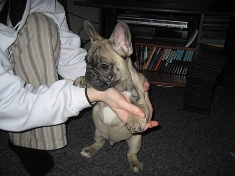 Fransk bulldog Bimmer - Se hvor stor jeg er.. billede 7