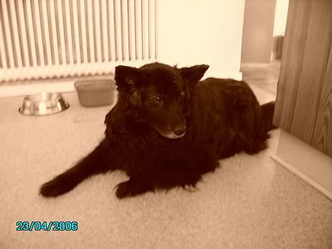 Blanding af racer Trine - <33 billede 18