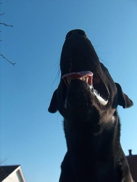 Labrador retriever Ballou - Danmarks pimp :D billede 15