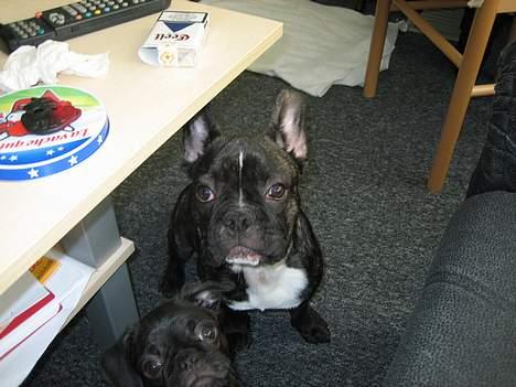 Fransk bulldog gangster billede 12