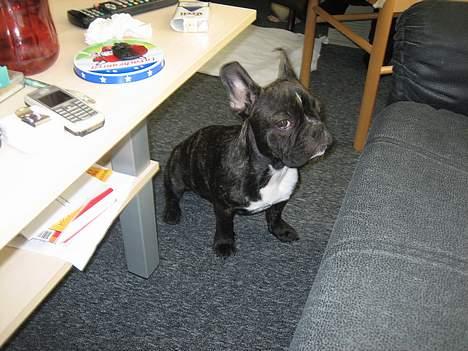 Fransk bulldog gangster billede 13
