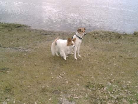 Dansk svensk gaardhund Rita (DØD 02.02.07) - Mig og Rex. Det må være "hundevagten" vi har fået  billede 20