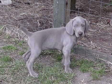 Weimaraner SØNDERSKOVENS D-KULD - SØNDERSKOVEN`S DON CHANG LE RAPIDE, han bliver sidste nye skud på stammen hos Flemming og Lone i Fårevang. billede 5