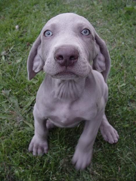 Weimaraner SØNDERSKOVENS D-KULD - SØNDERSKOVEN`S DALTON flytter hjem til Karsten og resten af familien Lynggård i Gram. billede 6