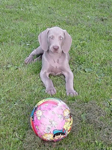 Weimaraner SØNDERSKOVENS D-KULD - SØNDERSKOVEN`S DUCHESS kommer fremover til at Højslev hvor Jan og familien bor.  billede 7