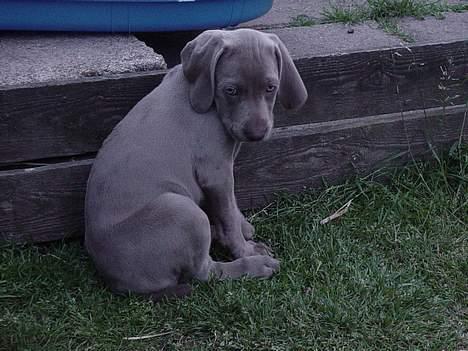 Weimaraner SØNDERSKOVENS D-KULD - SØNDERSKOVEN`S DAISY skal fremover nyde duften af fisk og saltvand i Hirsthals, hvor hun skal bo hos Aksel og familien.  billede 8