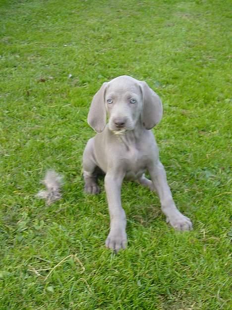 Weimaraner SØNDERSKOVENS D-KULD - SØNDERSKOVEN`S DIYA vil fremover adlyde navnet TRUNTE, som Dennis har "valgt" at kalde sin nye jagt hund (     :-)    ). Hun flytter ned til Camilla og Dennis i Horsens. billede 9
