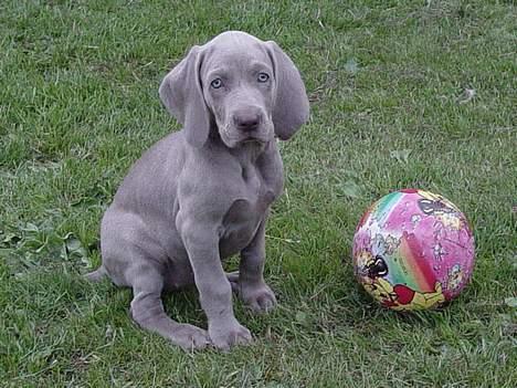 Weimaraner SØNDERSKOVENS D-KULD - SØNDERSKOVEN`S DIVA CHILI skal fremover bo hos familien Lodahl i Skjern. billede 10