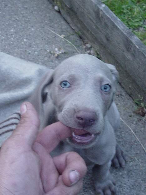 Weimaraner SØNDERSKOVENS D-KULD - SØNDERSKOVEN`S DIVA, "vores lille damp barn", skal fremover raserer familien Ragborg`s hjem i Aalborg. billede 11