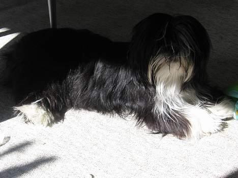 Lhasa apso Chilli - det er dejligt at ligge i solen og blive brun nå nej jeg er jo sort og hvid billede 8