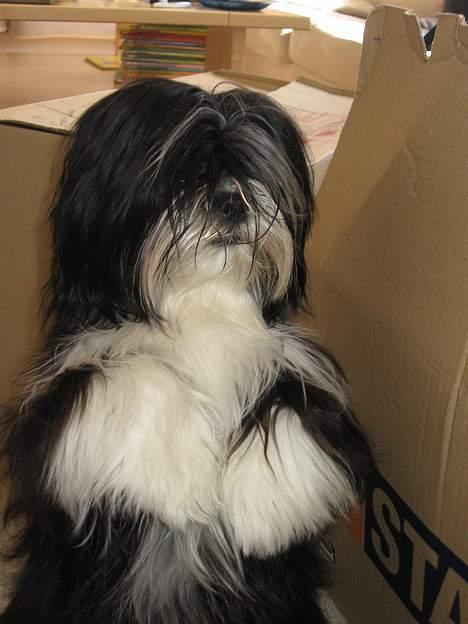 Lhasa apso Chilli - hvis jeg sidder sådan her længe nok får jeg nok en godbid *S* billede 9