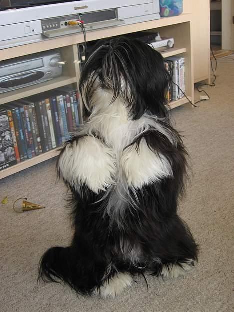 Lhasa apso Chilli - kom nu jeg vil jo så gerne have den godbid billede 10