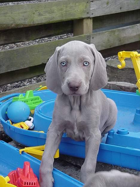 Weimaraner SØNDERSKOVENS D-KULD - SØNDERSKOVEN`S DANA-WEIM bliver vores lille udenlands dansker, da hun flytter med Kirsten til U.S.A medio September. billede 12