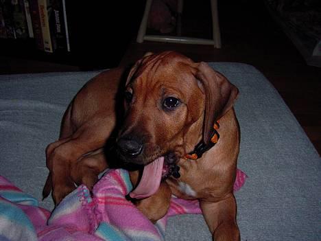 Rhodesian ridgeback n'Dondela.  ( Anton ) - Anton da vi næsten lige havde fået ham. (Jan. 2006) billede 1