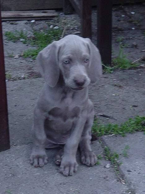 Weimaraner SØNDERSKOVENS D-KULD - SØNDERSKOVEN`S DEBBIE flytter til Vejle, hvor hun skal bo hos  Marlene og Kristian samt deres helt super speciele og meget flotte hanhund der er halv weim.   billede 13