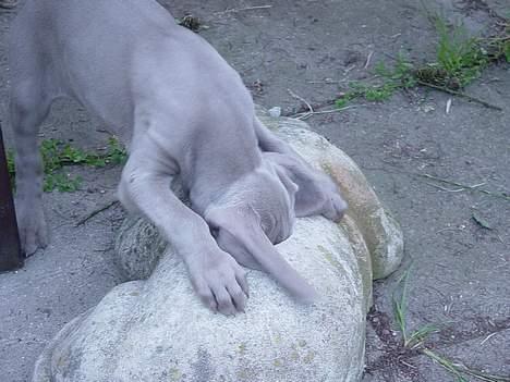 Weimaraner SØNDERSKOVENS D-KULD - Hallooooooooooo er der nogle der nede ?   ( Hovedet kan lige gå ned i parasolfoden) billede 14