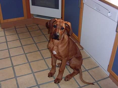 Rhodesian ridgeback n'Dondela.  ( Anton ) - Så sød ser jeg ud nu. billede 2