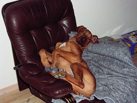 Rhodesian ridgeback n'Dondela.  ( Anton ) - Min dejlige stol. billede 4