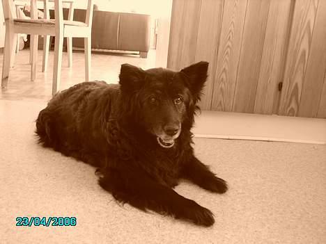 Blanding af racer Trine - <33 billede 19