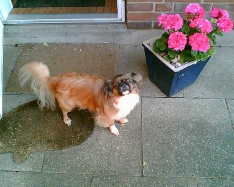 Tibetansk spaniel Zenta Kia - Altså, du ved godt jeg ikke kan li´ det kamerahalløj billede 1