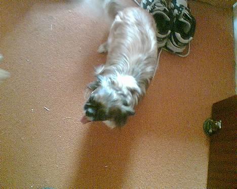 Tibetansk spaniel Zenta Kia - Se mig lige, jeg er godt uglet og jeg har det varmt efter leg og er ikke fotogen billede 2