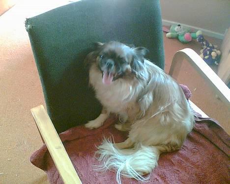 Tibetansk spaniel Zenta Kia - Du står bare der og tager billeder, kan du ikke se at jeg har det varmt billede 3