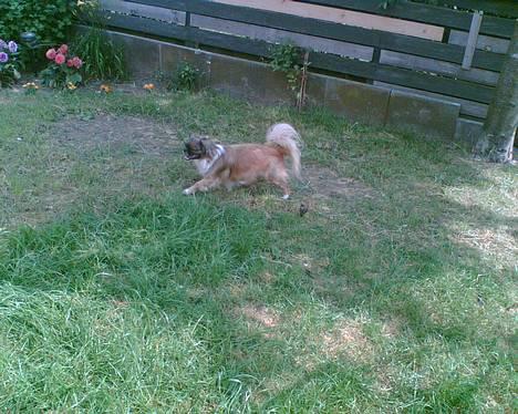 Tibetansk spaniel Zenta Kia - En tur i haven, er nu osse dejligt billede 4