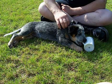 Australsk cattledog Abim billede 1