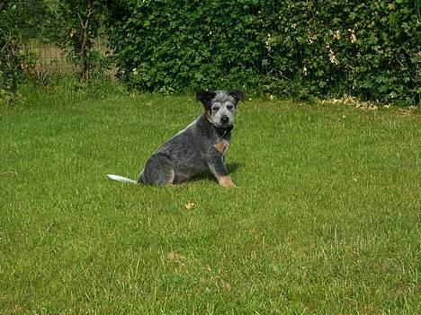 Australsk cattledog Abim billede 2