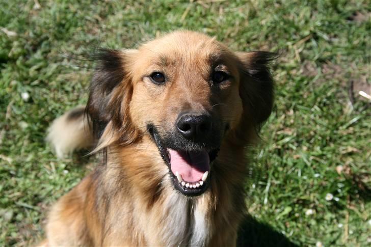 Blanding af racer Corgi billede 1