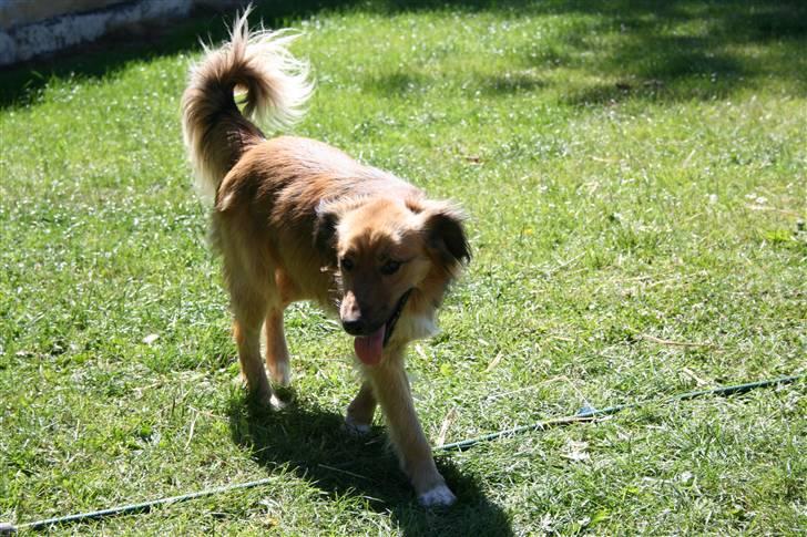 Blanding af racer Corgi billede 2