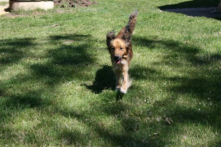 Blanding af racer Corgi billede 3