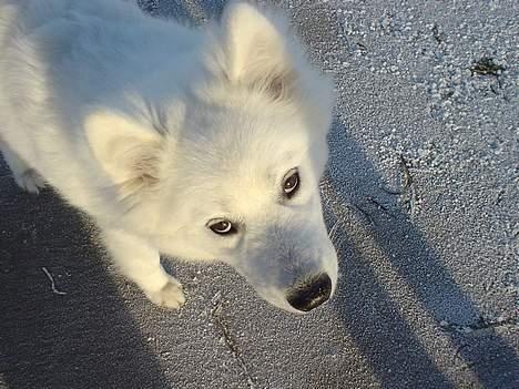 Samojedhund Sentho  billede 12