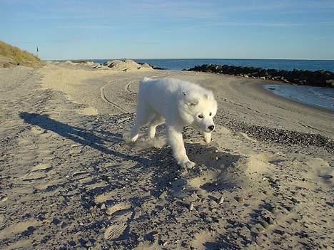 Samojedhund Sentho  billede 13