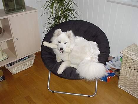 Samojedhund Sentho  billede 14