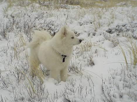 Samojedhund Sentho  billede 15