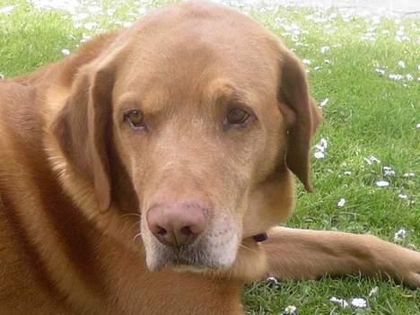 Labrador retriever Scott billede 17