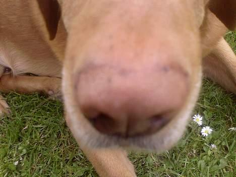 Labrador retriever Scott billede 18