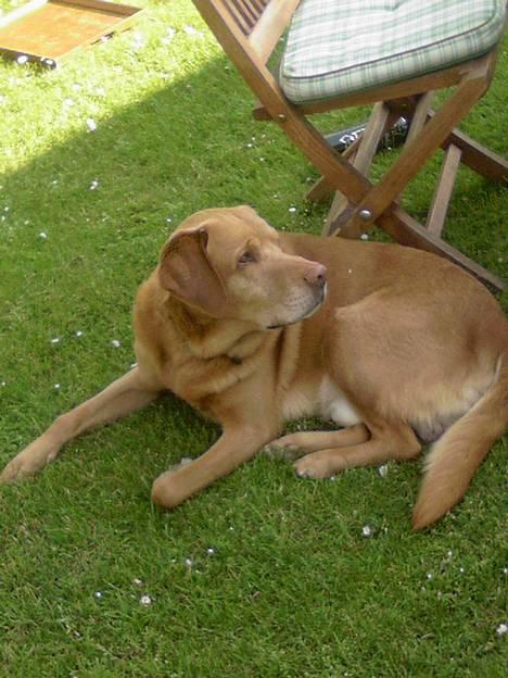 Labrador retriever Scott billede 19