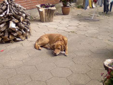 Labrador retriever Scott billede 20