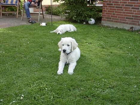 Golden retriever McCartney - Min McCartney og hans bror Clapton bag ved, som små billede 5