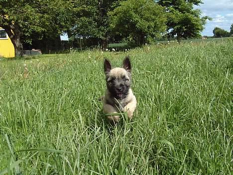 Cairn terrier Fru. Cille  - Cille ude på en frisk løbetur. =D billede 12