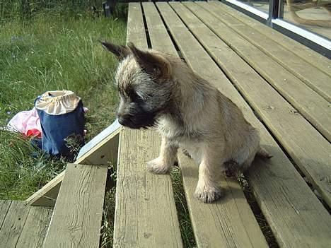 Cairn terrier Fru. Cille  - Cille i sommerhus, det kan hun godt li´ =D billede 13