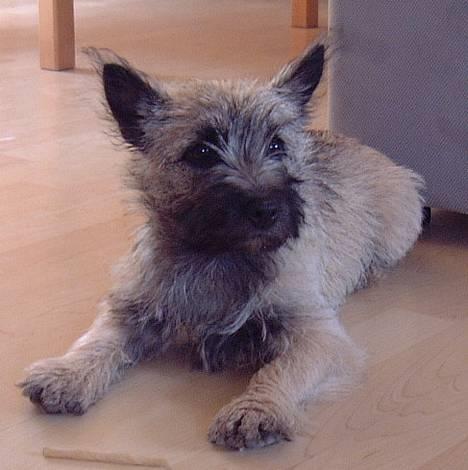 Cairn terrier Fru. Cille  - Cille kunne meget godt tænke sig bare en lille mundfuld.. =D billede 15