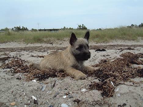 Cairn terrier Fru. Cille  - Ingen der må ta´ Cille´s bold!! =D billede 16